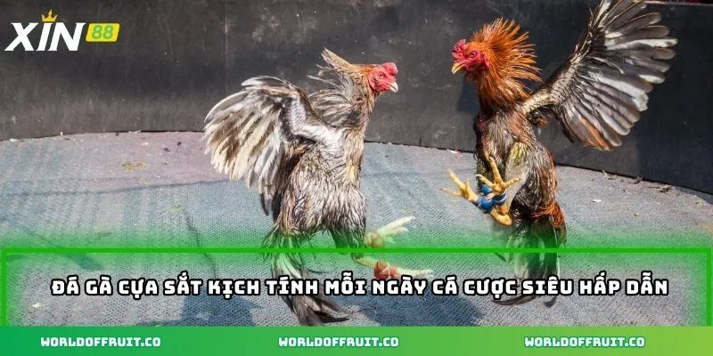 Đá Gà Cựa Sắt Thomo - Bí Quyết Lựa Chọn Chiến Kê Đỉnh Cao 2 Đá gà cựa sắt kịch tính mỗi ngày cá cược siêu hấp dẫn