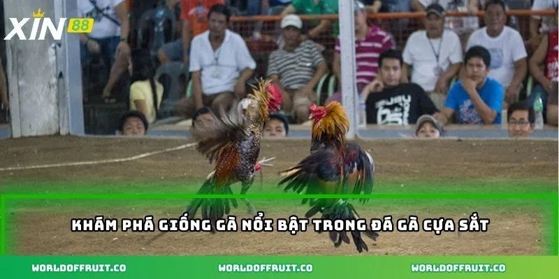 Đá Gà Cựa Sắt Thomo - Bí Quyết Lựa Chọn Chiến Kê Đỉnh Cao 3 Khám phá giống gà nổi bật trong đá gà cựa sắt