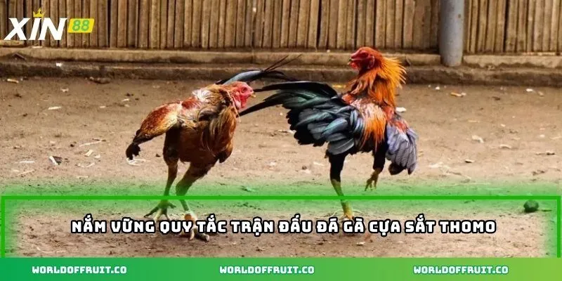 Đá Gà Cựa Sắt Thomo - Bí Quyết Lựa Chọn Chiến Kê Đỉnh Cao 4 Nắm vững quy tắc trận đấu đá gà cựa sắt thomo
